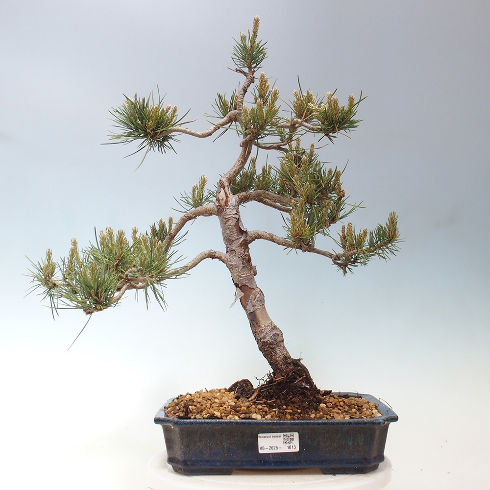 Vonkajšie bonsai - Pinus Sylvestris - Borovica lesná