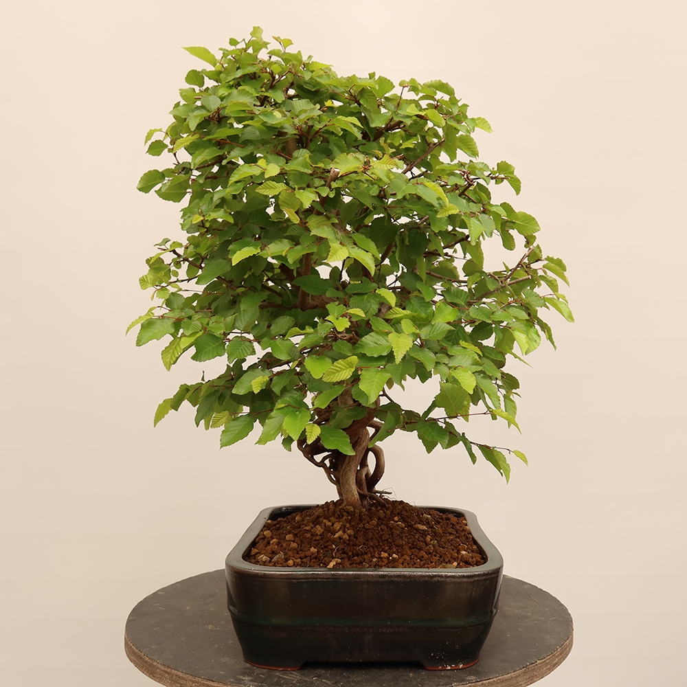 Vonkajší bonsai -Carpinus Coreana - Hrab kórejský