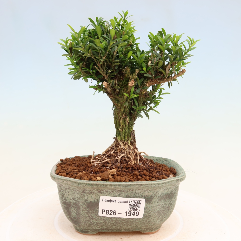 Izbové bonsaje - Buxus harlandii - korkový buxus