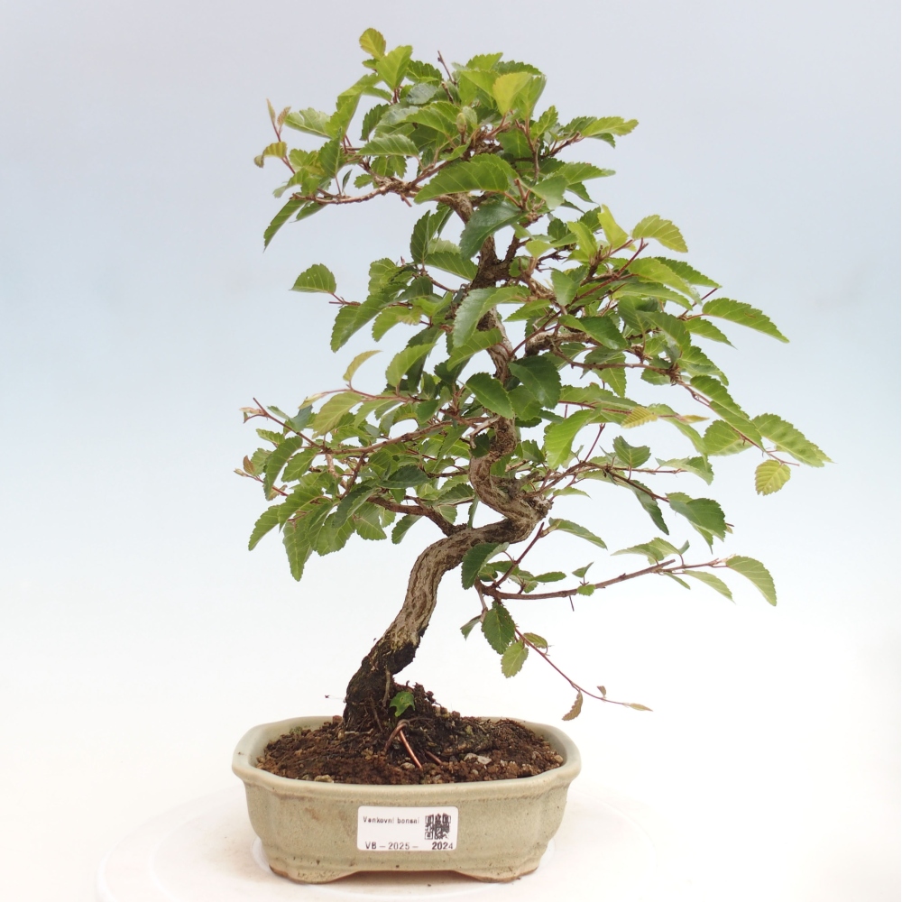 Vonkajší bonsai -Carpinus CARPINOIDES - Hrab kórejský