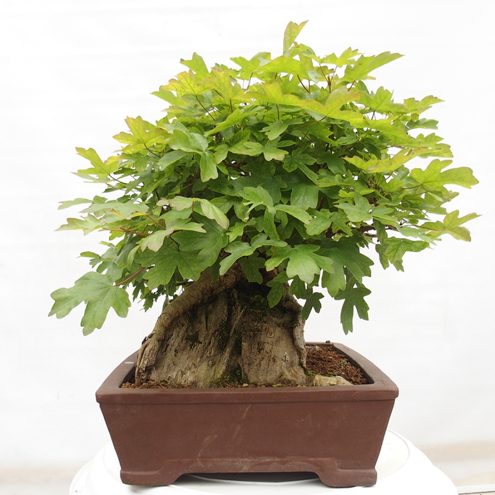 Vonkajší bonsai -Javor babyka - Acer campestre