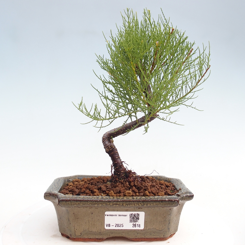 Vonkajší bonsai - Tamariška - Tamarix