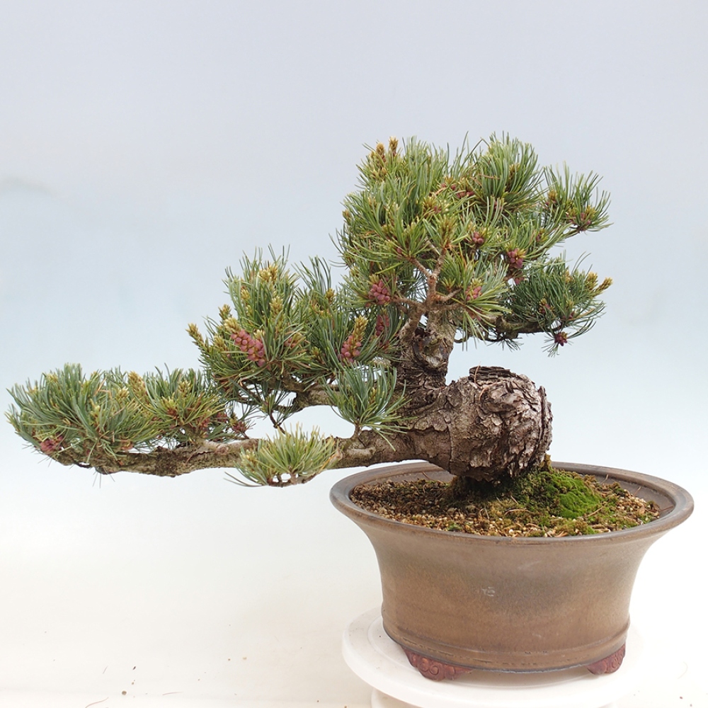 Vonkajšie bonsaje - Pinus parviflora - Pinus parviflora