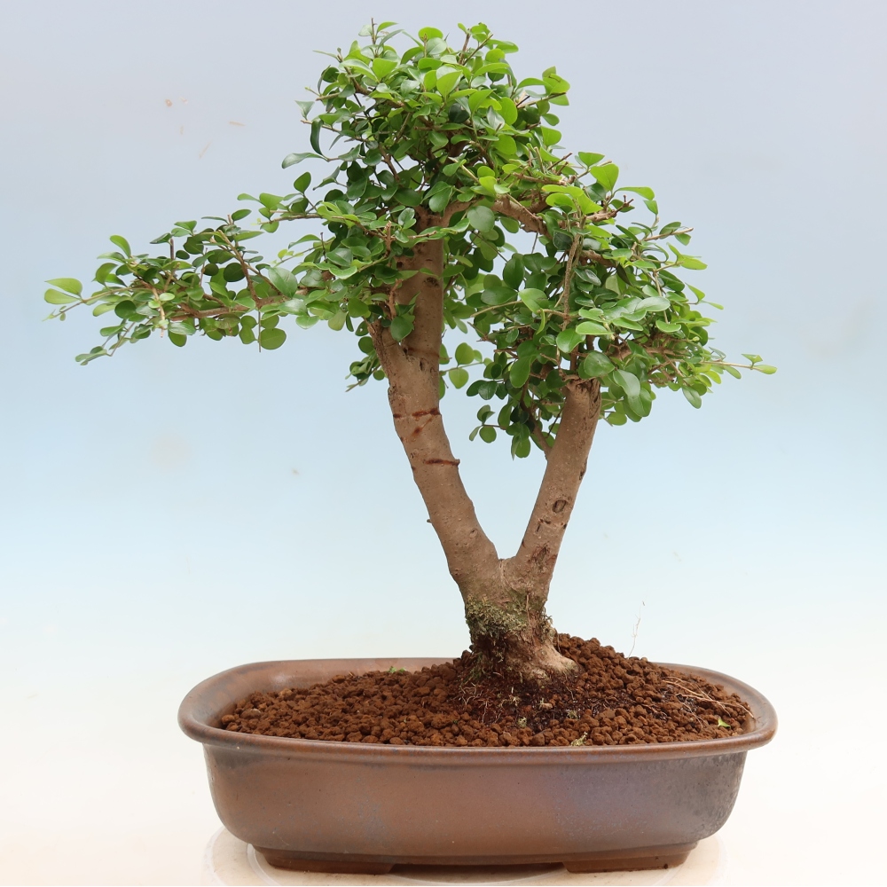 Izbový bonsaj -Ligustrum retusa - drobnolistý vtáčí zob