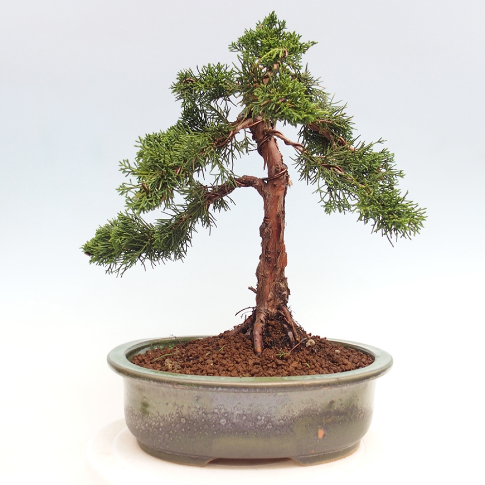 Vonkajšie bonsai - Juniperus chinensis Kishu -Jalovec čínsky