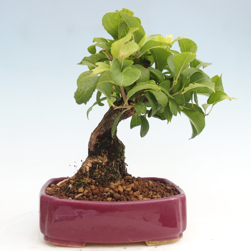 Vonkajšie bonsai - Celastrus Jesenec