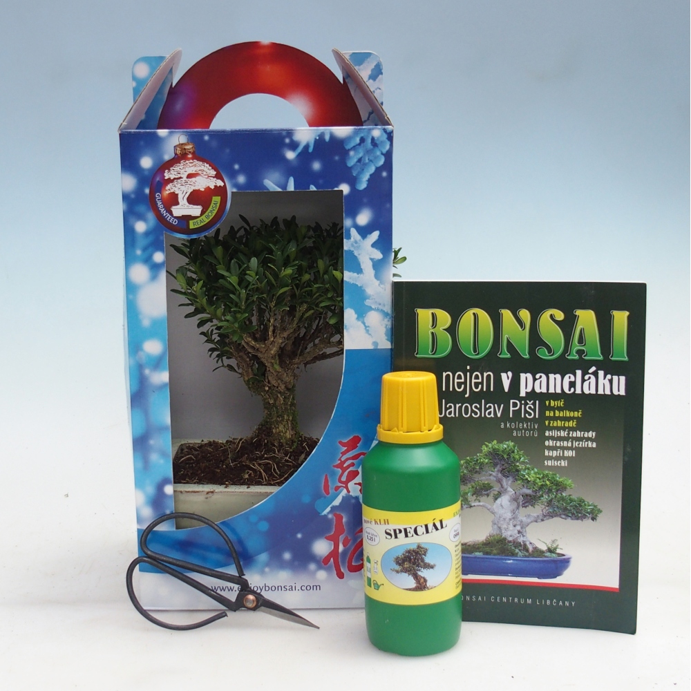 Izbový bonsaj v darčekovej krabici Buxus harlandii - korkový buxus