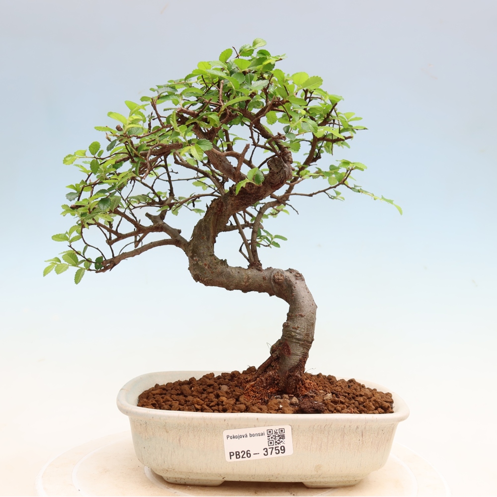 Izbový bonsaj - Ulmus parvifolia - brest malolistý