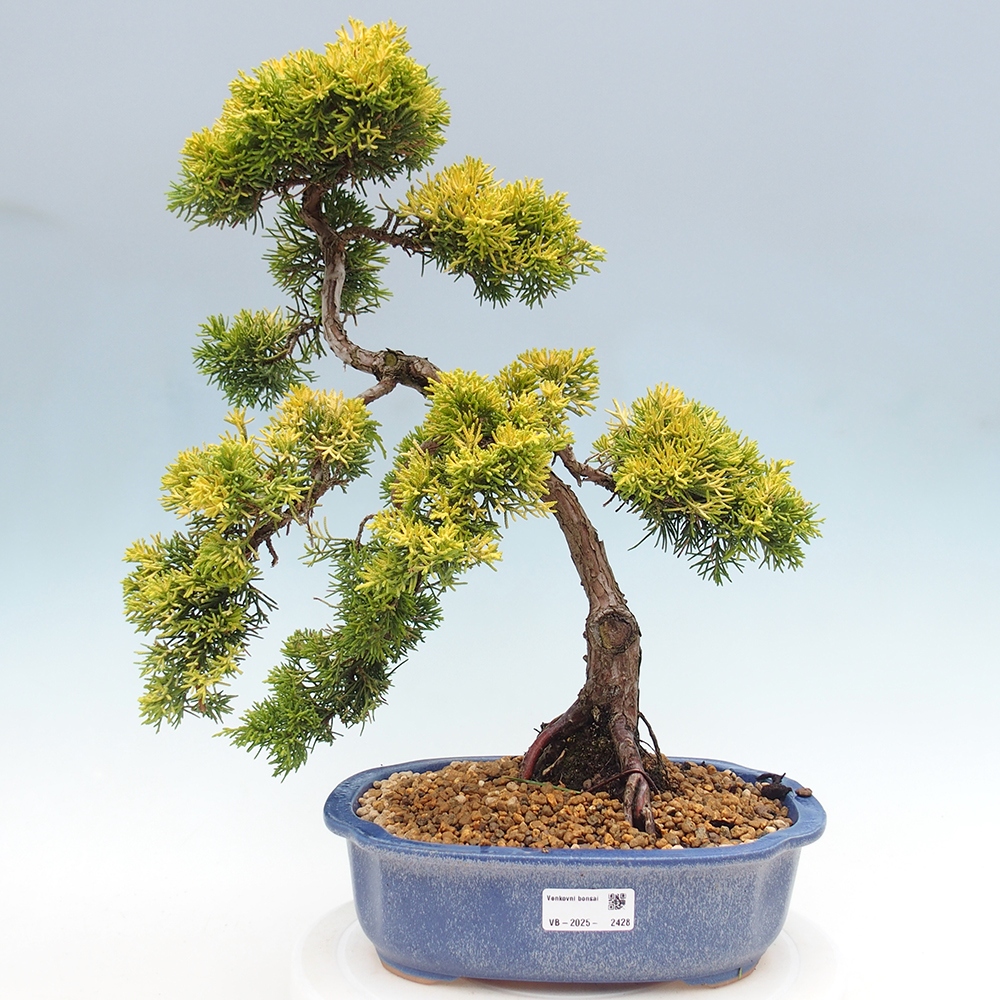 Vonkajší bonsai - Juniperus chinensis plumosa aurea - Borievka čínska zlatá