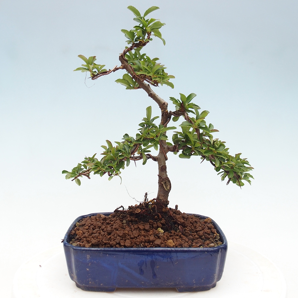 Vonkajšie bonsaje-Pyracantha Teton -Hlox