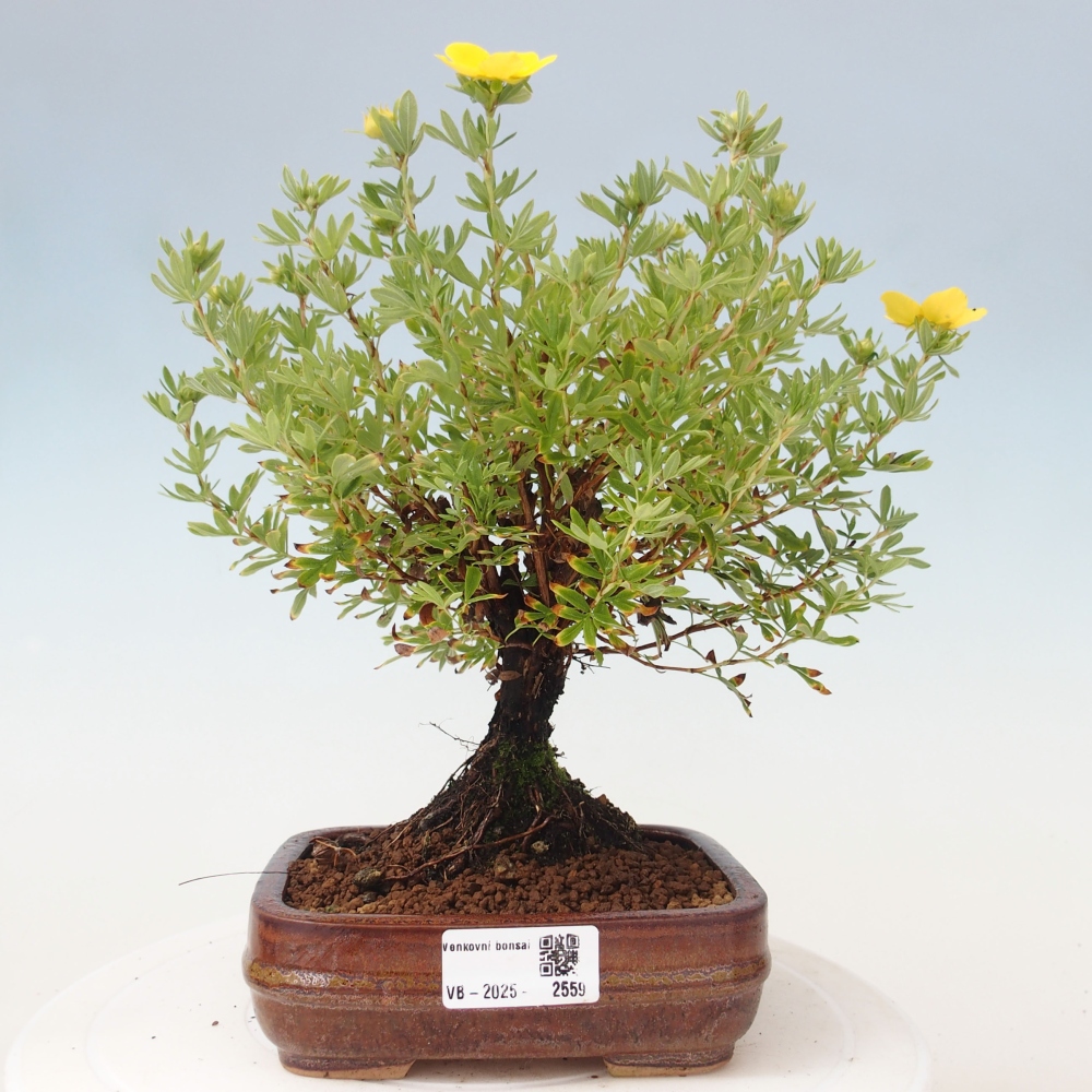 Vonkajšia bonsai-Nátržník krovitá - potentila fruticosa yellow Bird