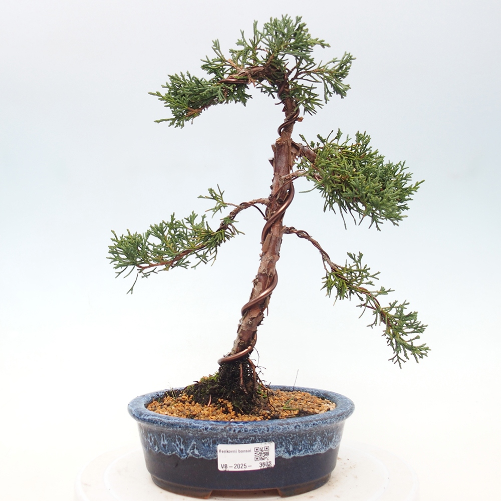 Vonkajší bonsaj - Juniperus chinensis Kishu