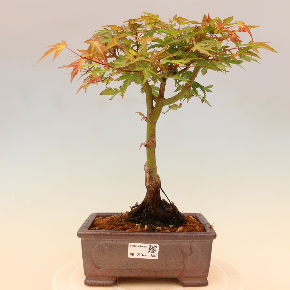 Javor poľný - Acer palmatum Beni Tsukasa