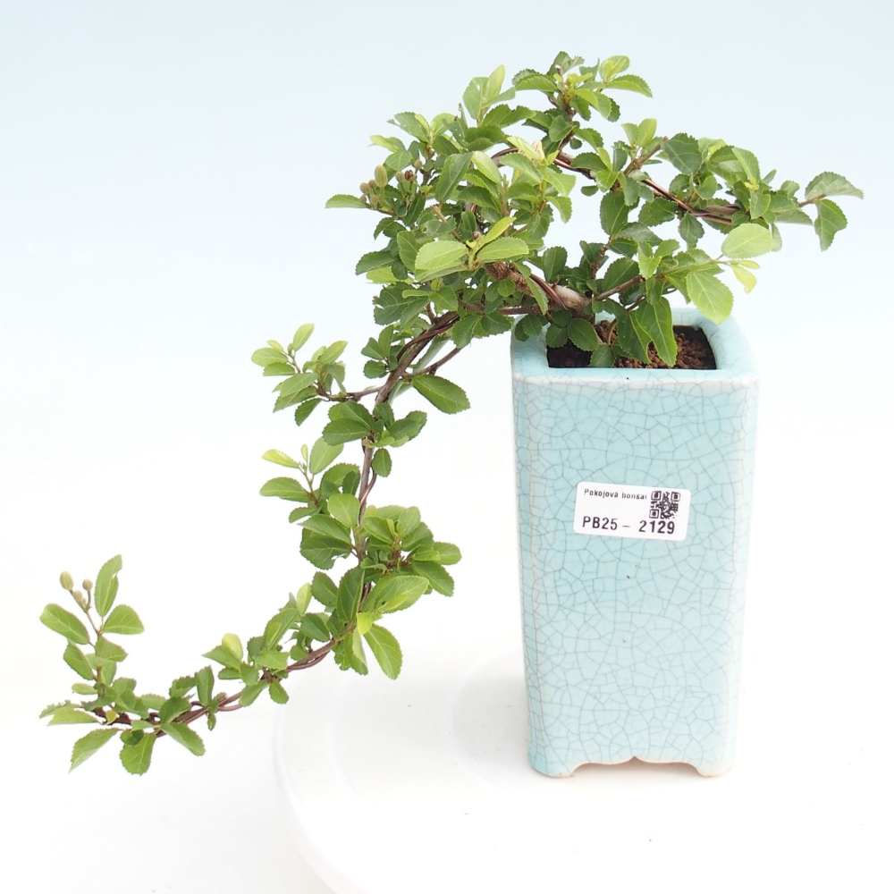 Izbová bonsai - Grewia occidentalis - Hviezdica levanduľová