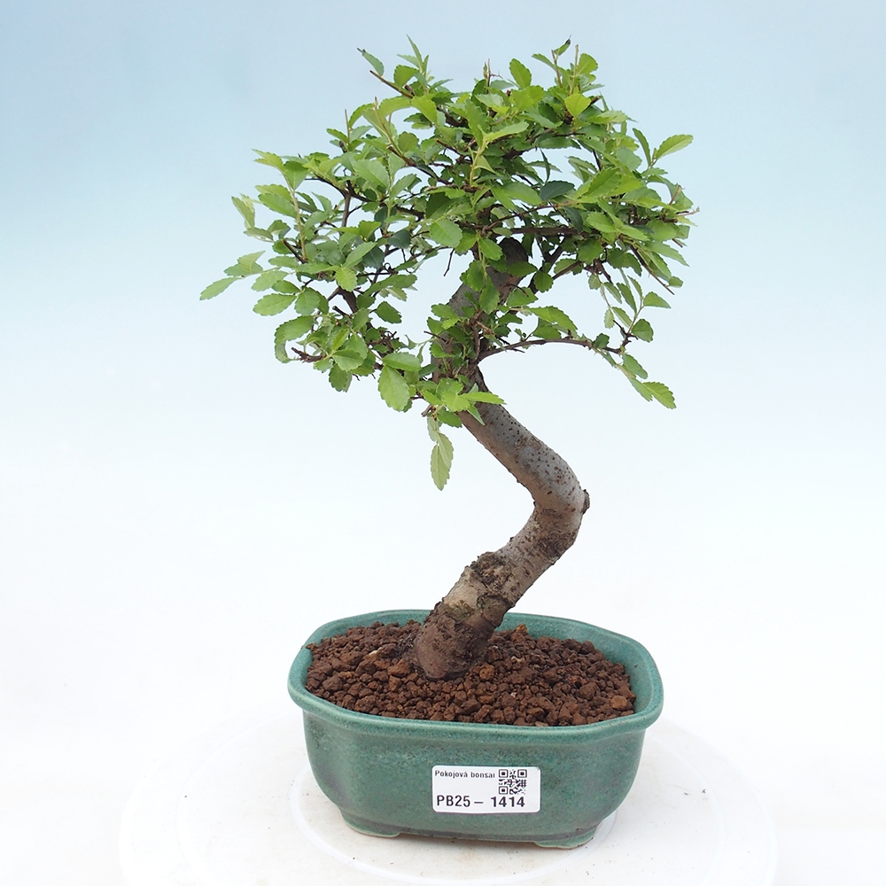 Izbová bonsai-malolistá brest 
