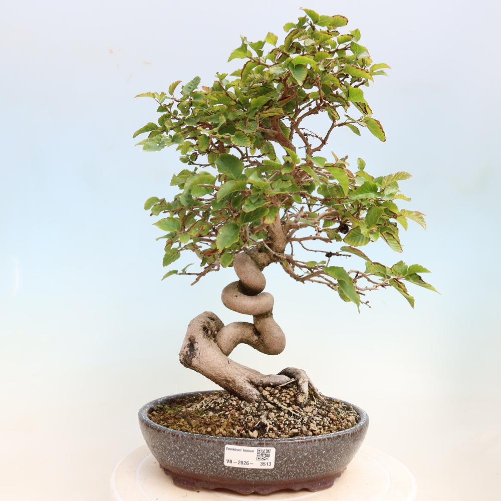 Vonkajšie bonsaje -Carpinus CARPINOIDES - Hrab kórejský