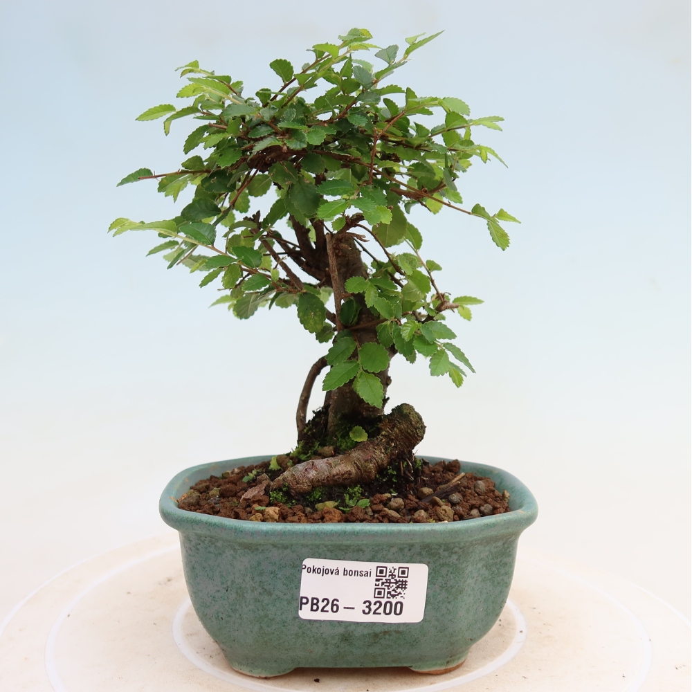Izbový bonsaj - Ulmus parvifolia - brest malolistý
