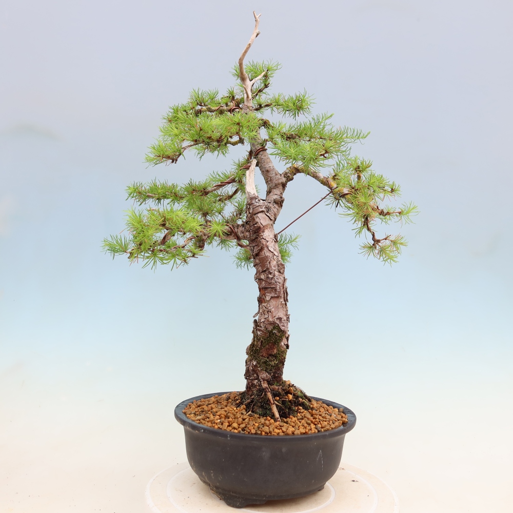 Vonkajšie bonsaje -Larix decidua - Smrekovec