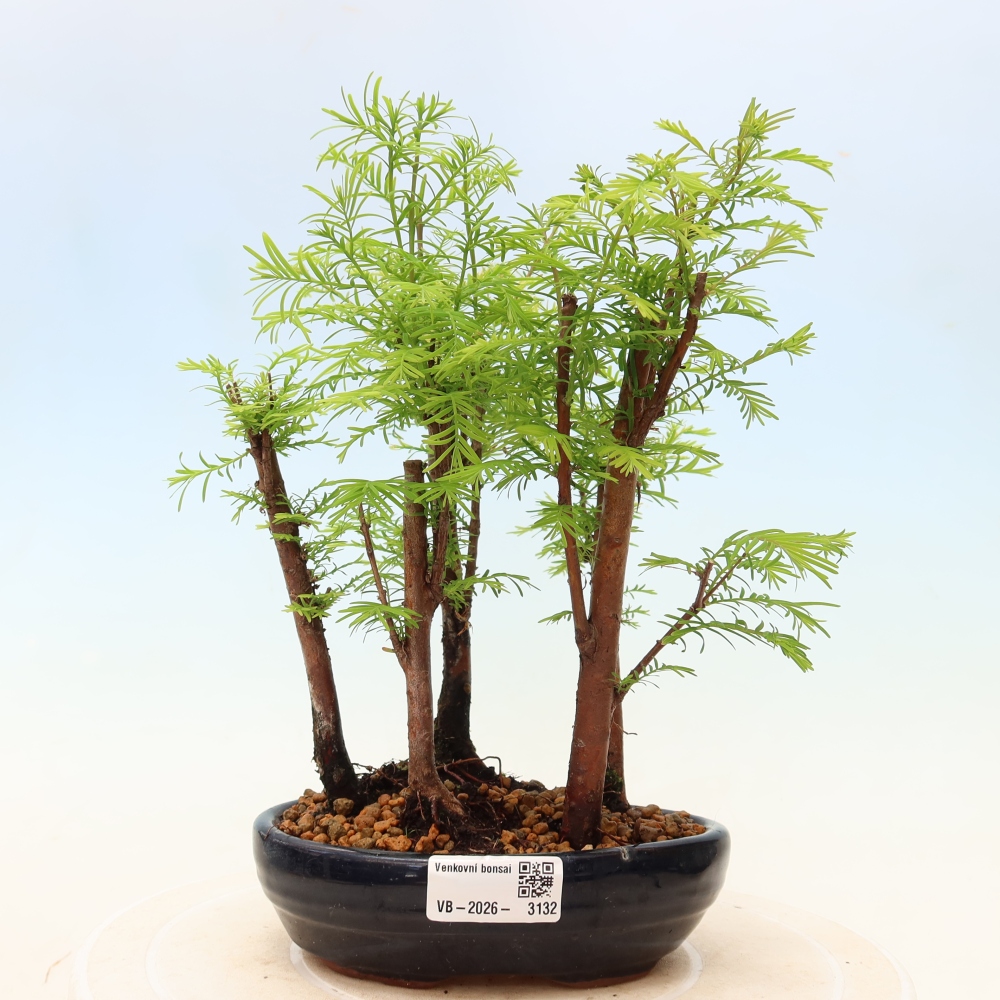 Vonkajší bonsai – Metasequoia glyptostroboides – čínska metasekvoja – hájik