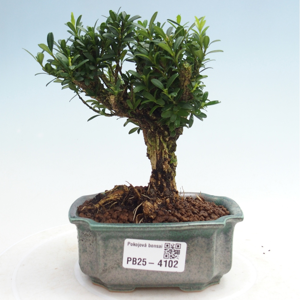 Izbové bonsaje - Buxus harlandii - korkový buxus