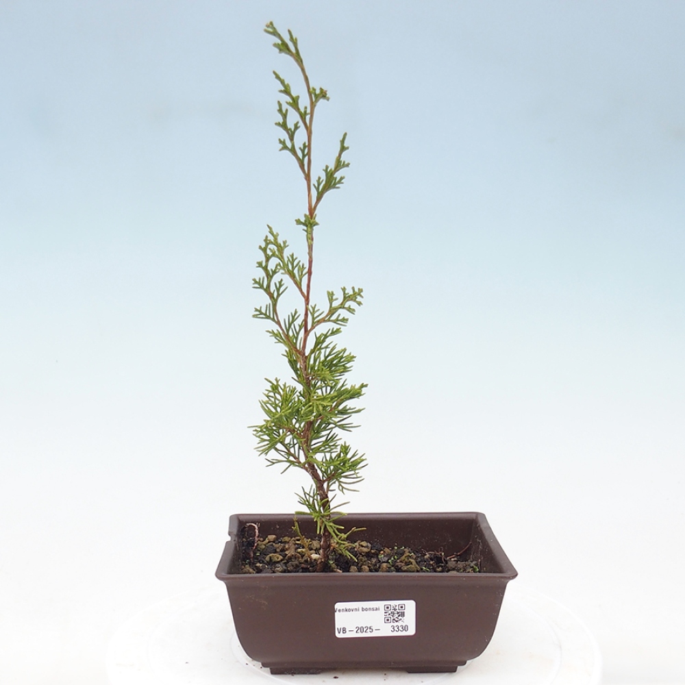 Vonkajší bonsai - Juniperus chinensis Itoigawa -Jalovec čínsky