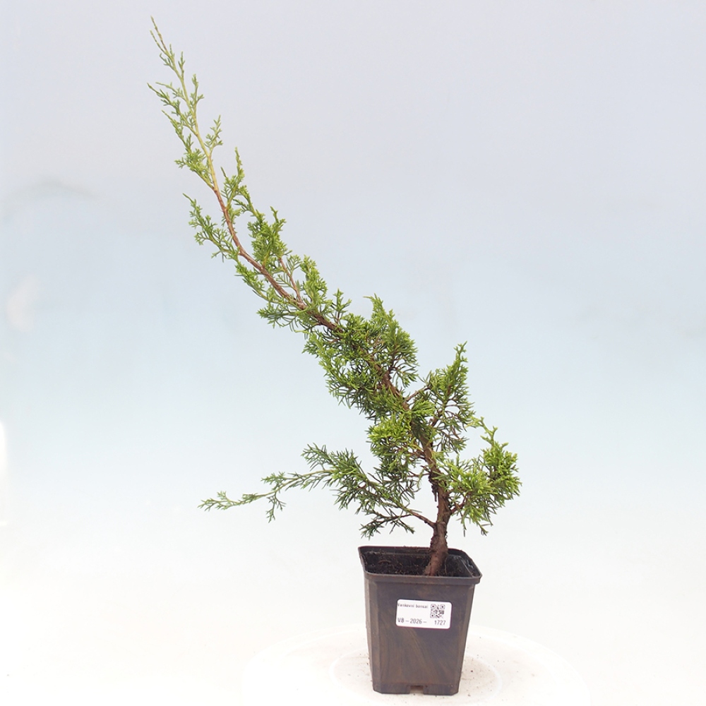 Vonkajší bonsaj - Juniperus chinensis Itoigawa