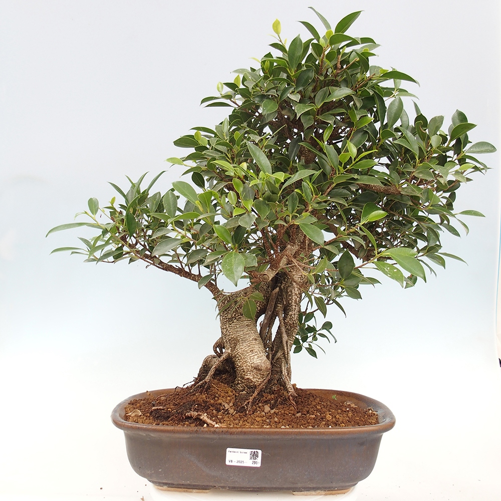 Izbový bonsaj - Ficus kimmen - drobnolistý fikus - len osobný odber alebo preprava na paletách