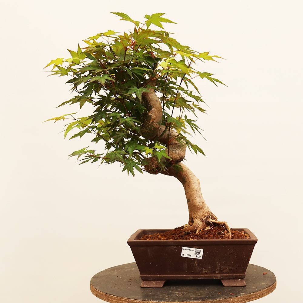Vonkajšie bonsaje - Maple palmatum - Palmy