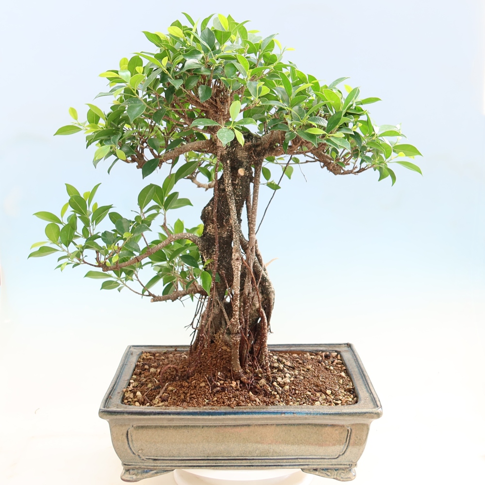 Izbové bonsaje - Ficus kimmen - drobnolistý fikus