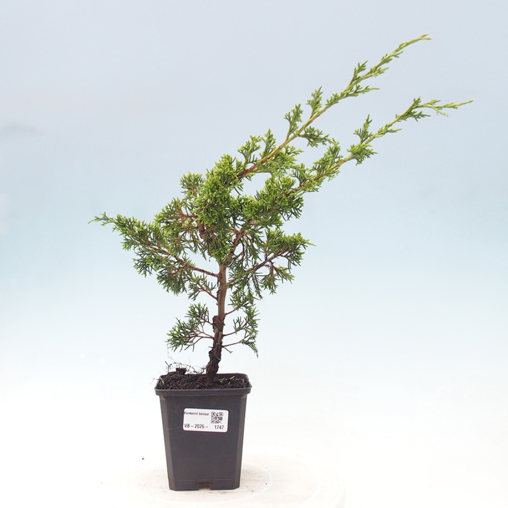 Vonkajší bonsaj - Juniperus chinensis Itoigawa