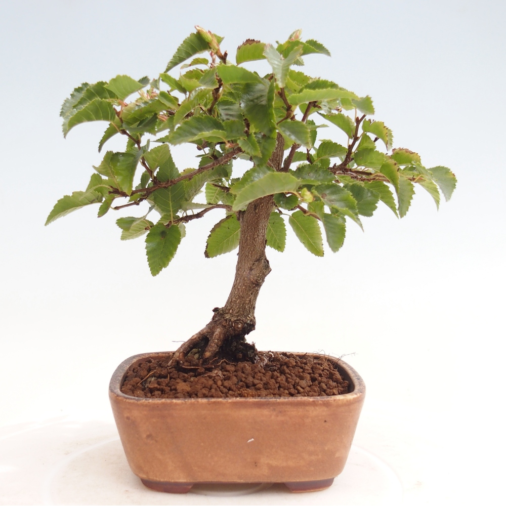 Vonkajší bonsai -Carpinus CARPINOIDES - Hrab kórejský