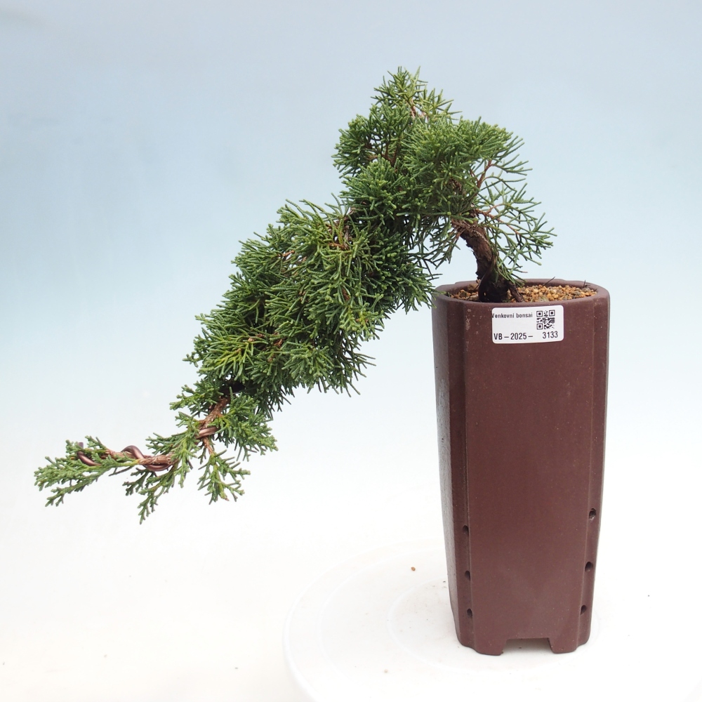 Vonkajší bonsai - Juniperus chinensis Kishu -Jalovec čínsky