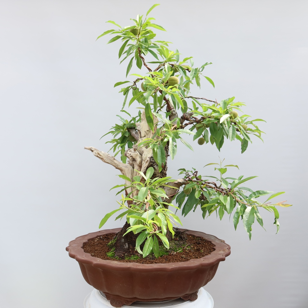 Vonkajšie bonsaje – Prunus dulcis – Mandľovník obyčajný