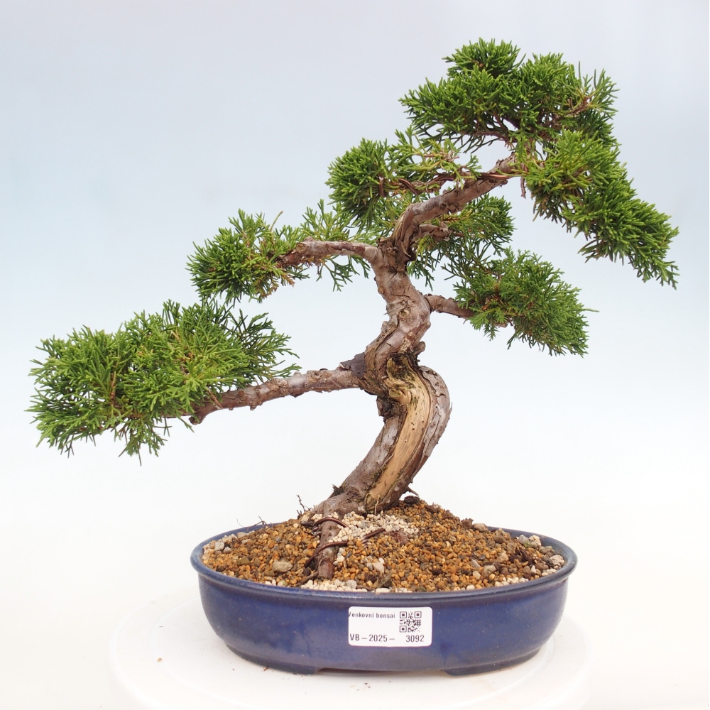 Vonkajší bonsai - Juniperus chinensis Itoigawa -Jalovec čínsky