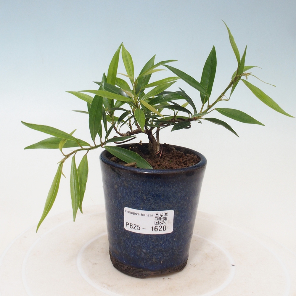 Izbová bonsai - Ficus nerifolia - malolistý fikus