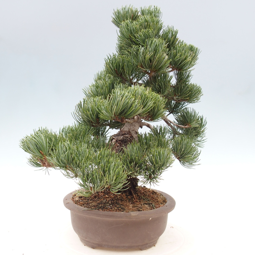Vonkajšie bonsai - Pinus parviflora - Borovica drobnokvetá