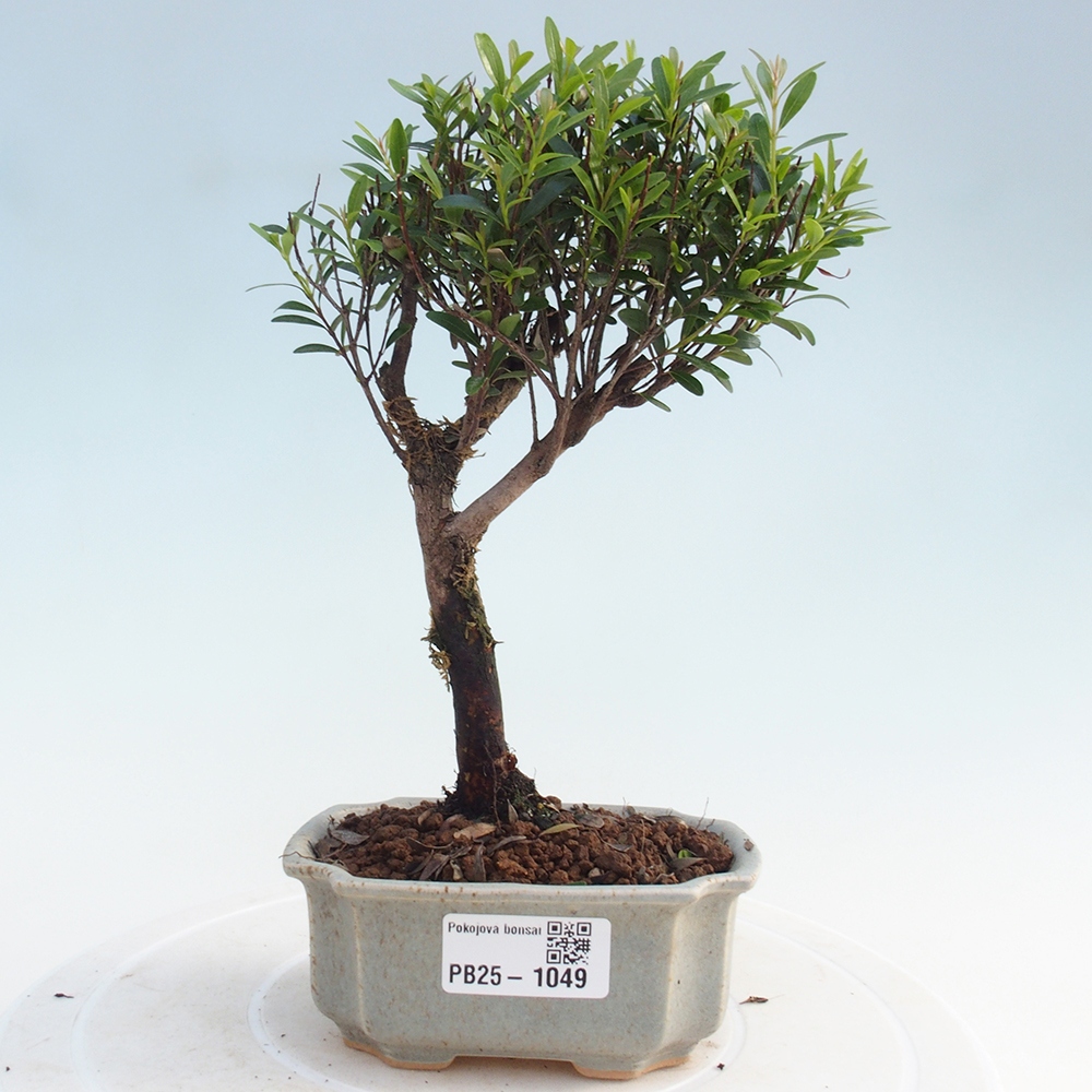 Izbová bonsai - Syzygium - pimentovníka