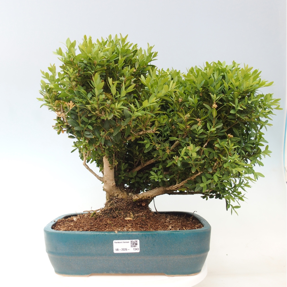 Vonkajšie bonsaje - Buxus sempervirens - zimostráz