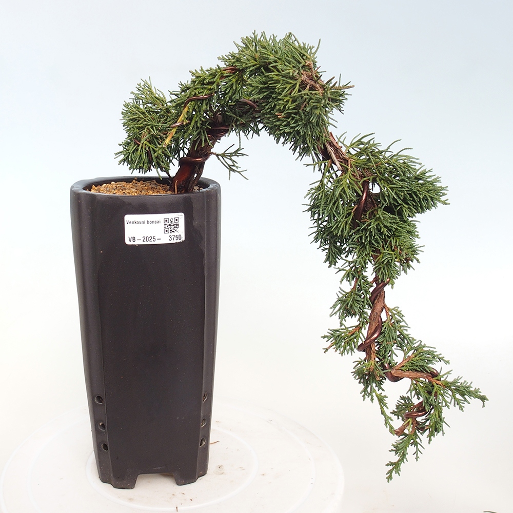 Vonkajší bonsaj - Juniperus chinensis Kishu