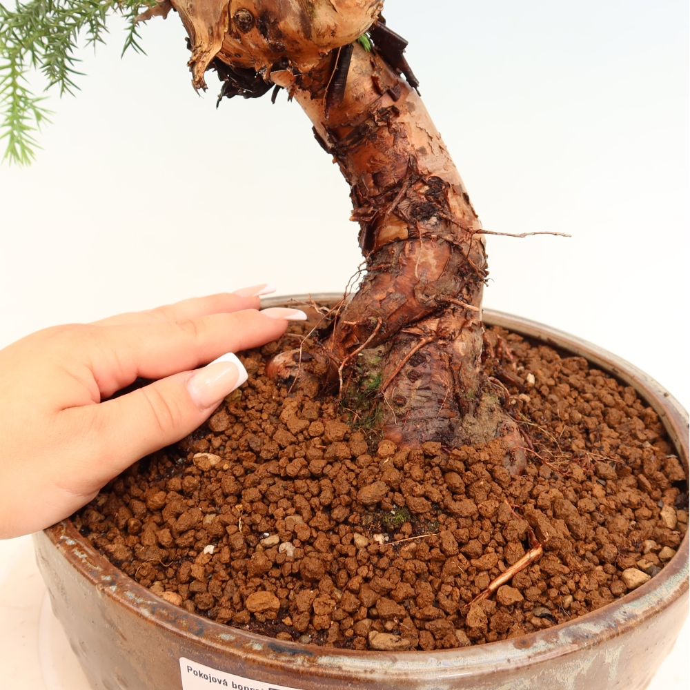 Izba bonsai – Araukária – izba smreček