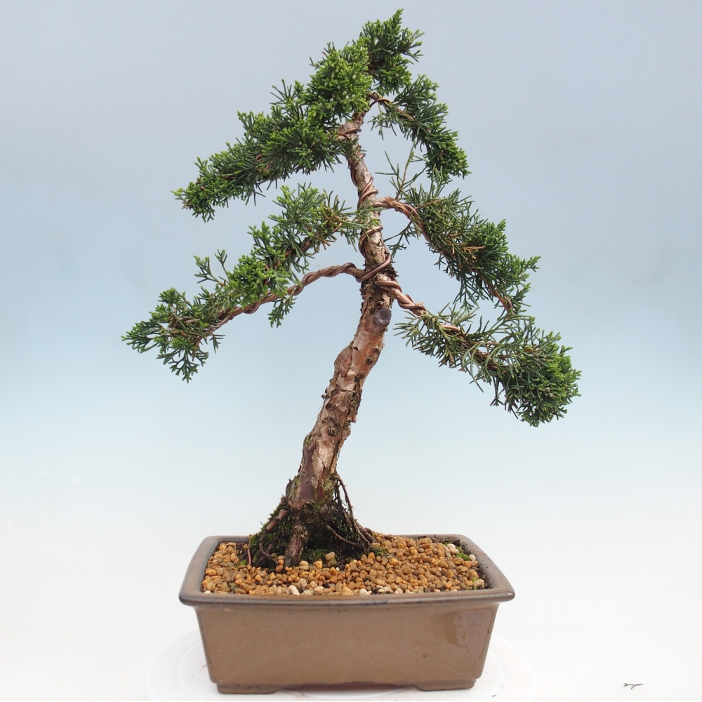 Vonkajší bonsaj - Juniperus chinensis Kishu