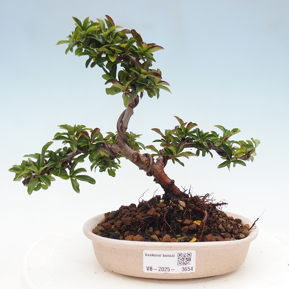 Vonkajšie bonsaje-Pyracantha Teton -Hlox