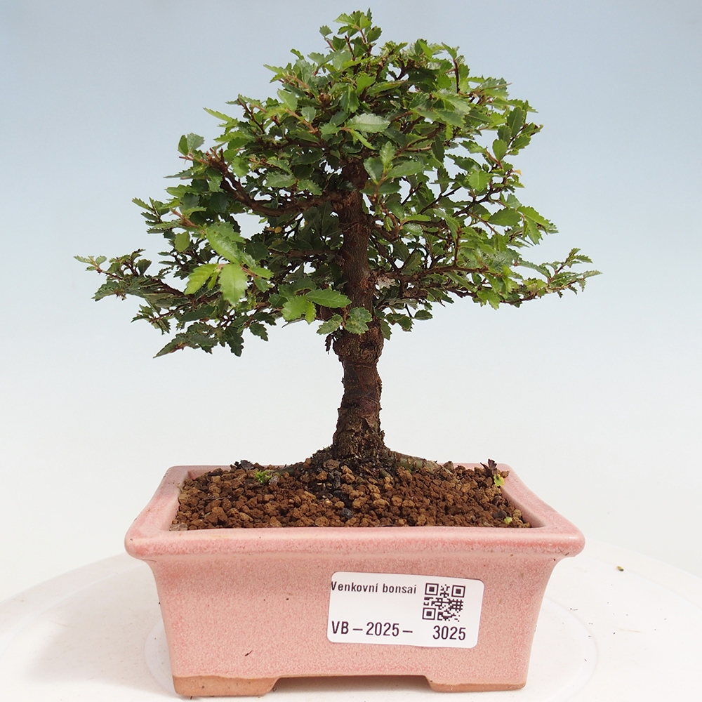 Vonkajší bonsai - Ulmus parvifolia Sagei - Malolistý brest
