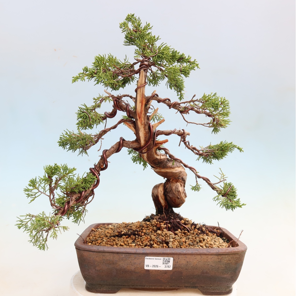 Vonkajší bonsai – Juniperus chinensis Itoigawa – čínsky jalovec