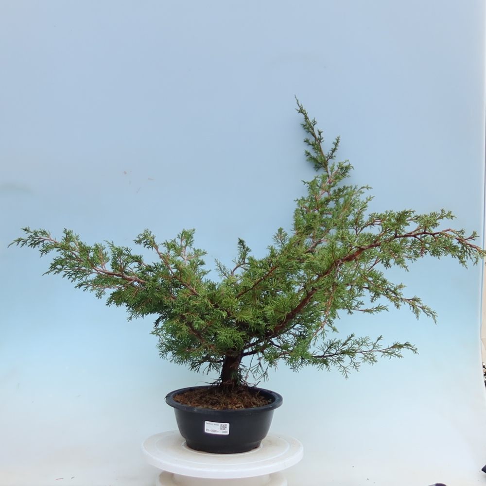 Vonkajší bonsai – Juniperus chinensis Itoigawa – čínsky jalovec