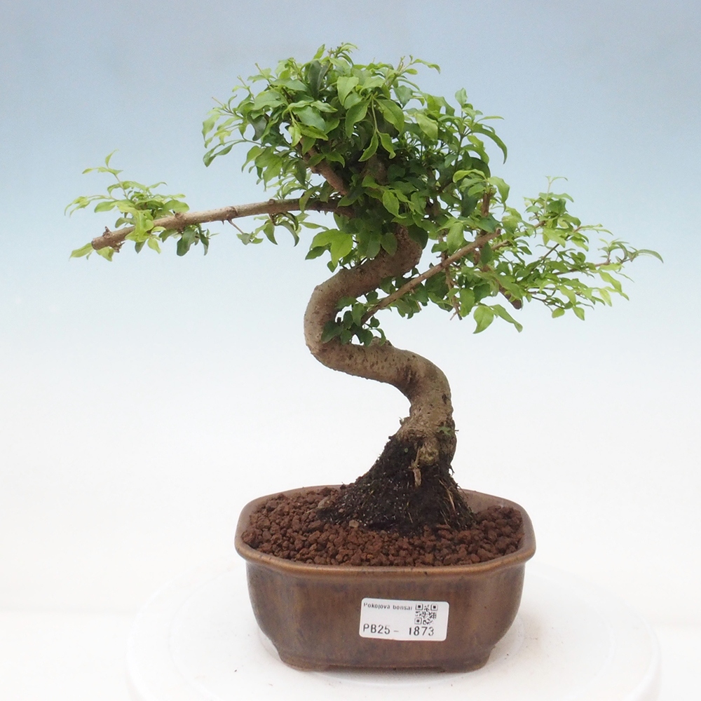 Izbová bonsai -Ligustrum chinensis - Vtáčí zob