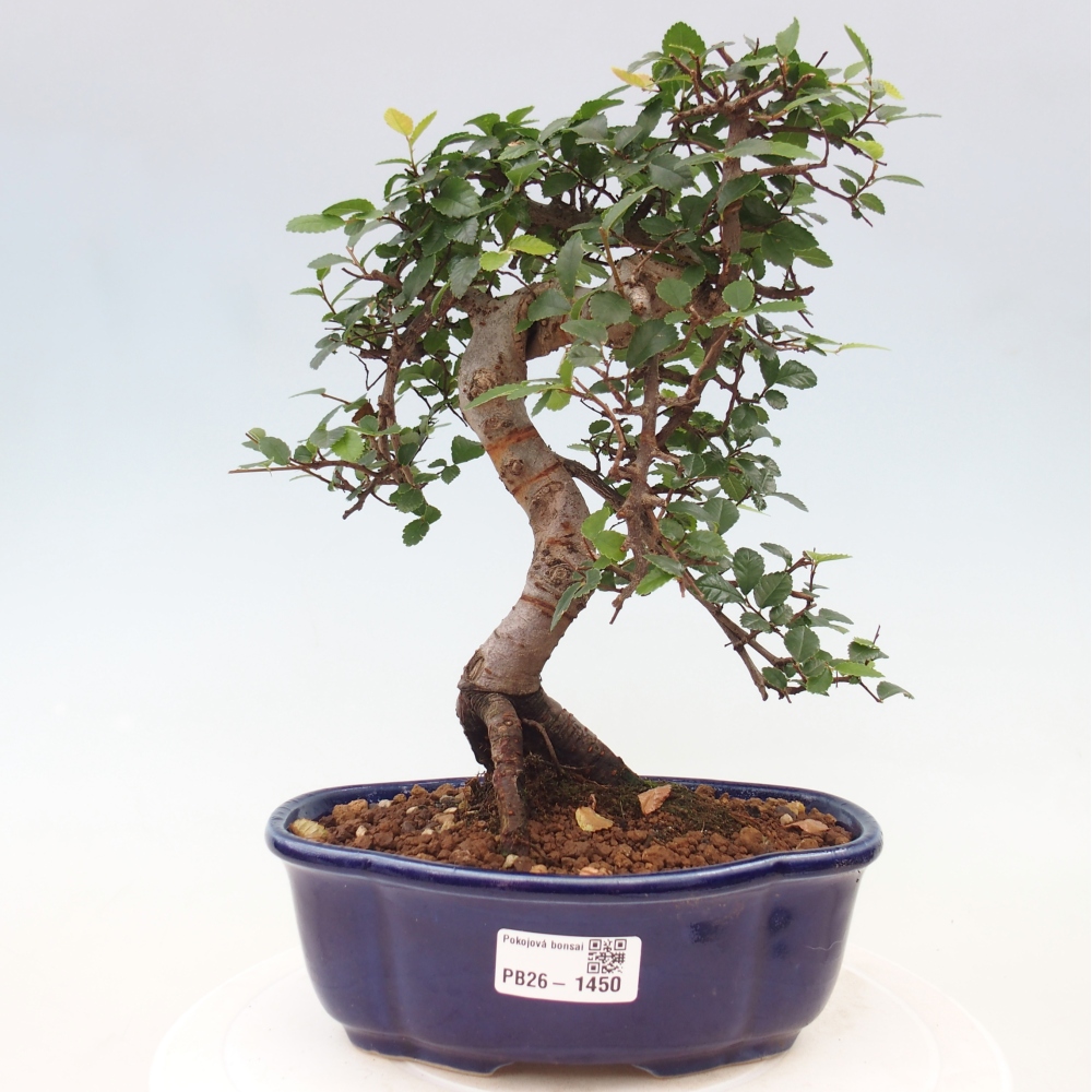 Izbový bonsaj - Ulmus parvifolia - brest malolistý