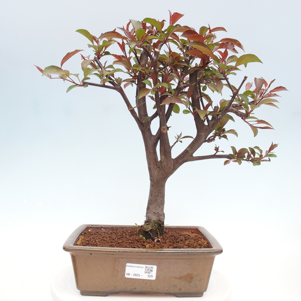Vonkajší bonsai -Malus domestica - Maloplodá jabloň červenolistá