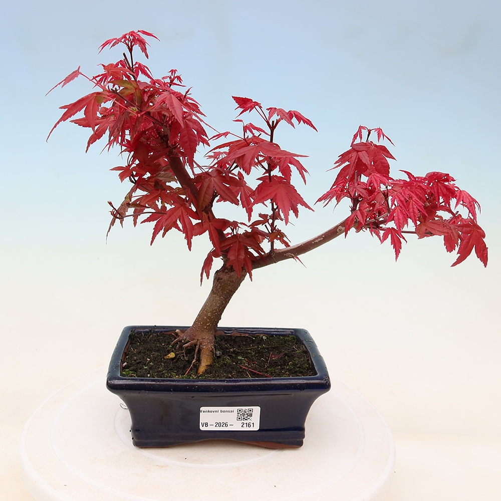 Vonkajší bonsaj - Acer palmatum DESHOJO