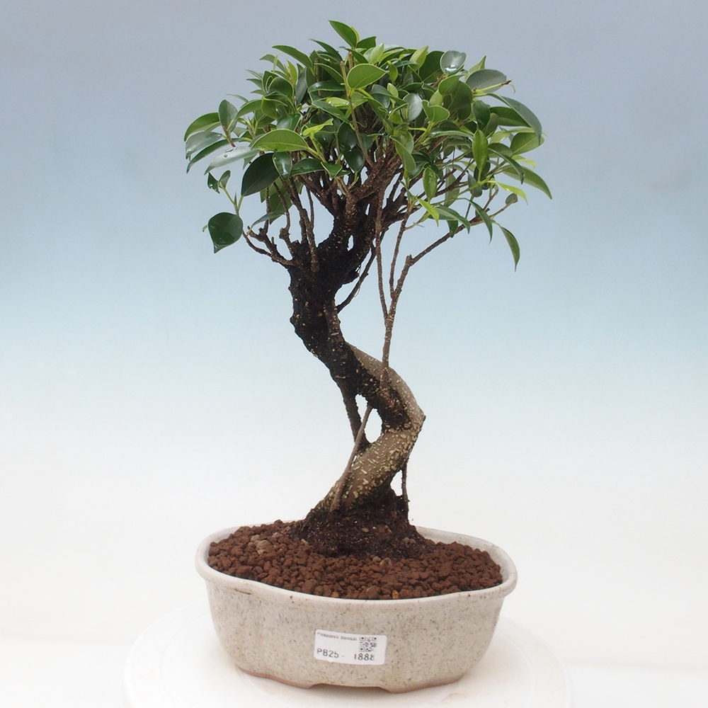 Izbová bonsai - Ficus retusa - malolistá fikus